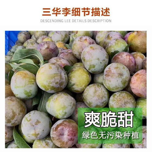 盛夏清甜 一口脆爽——正宗韶关翁源三华李正当季